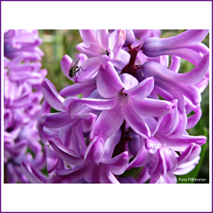 IMG_6226 Hiacint in kleur