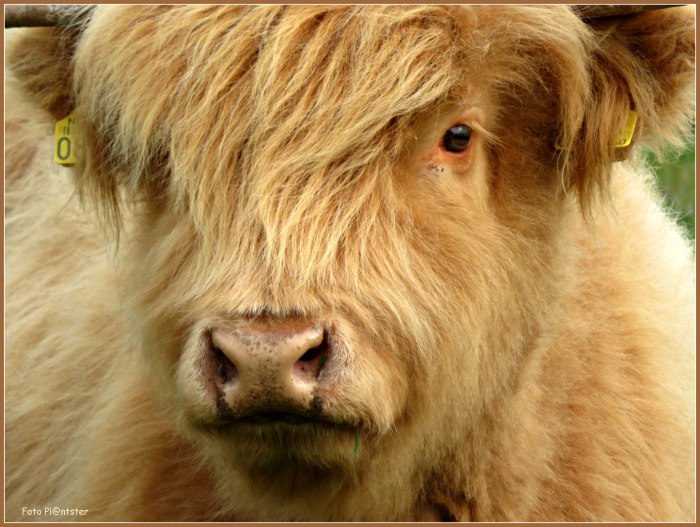 IMG_6828 Lange haren