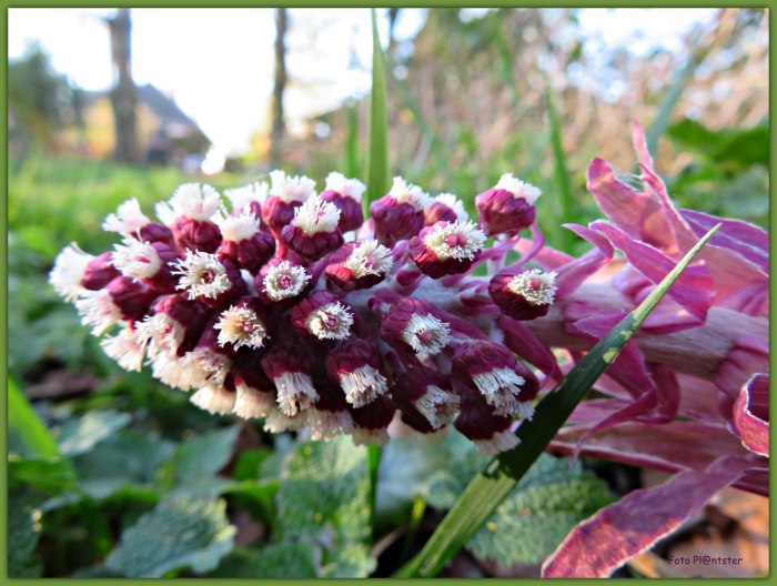 IMG_7090 In prachtige kleur