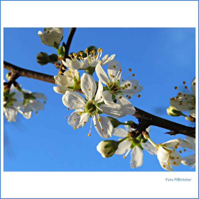 IMG_7399 Witte bloesem