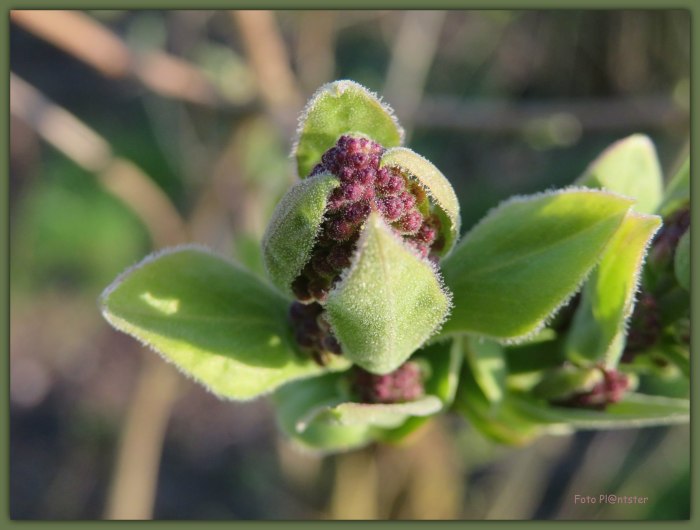 IMG_7421 Nieuw leven