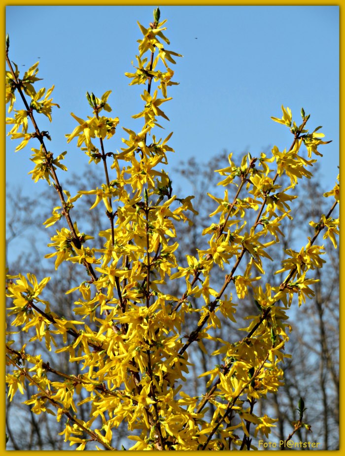 IMG_7520 Fleurig kleurtje