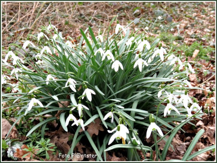img_7821 Sneeuwklokjes