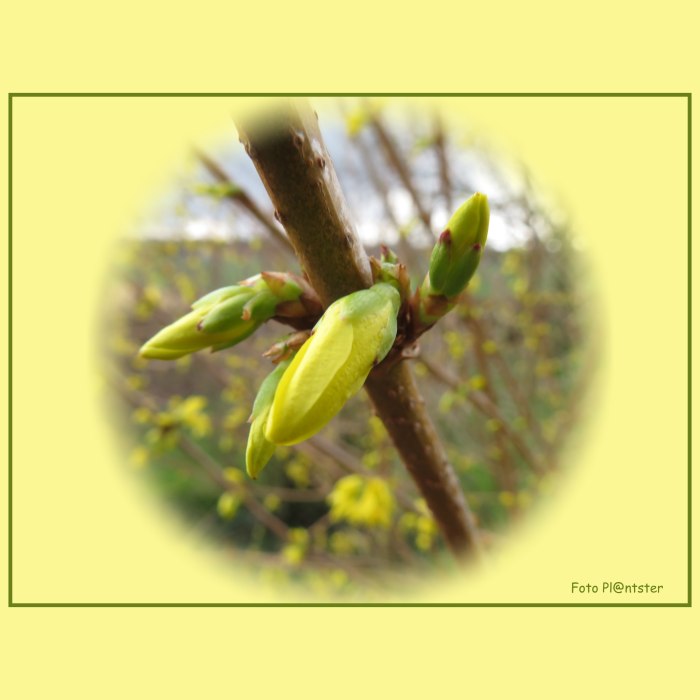 IMG_5316 Nieuw leven