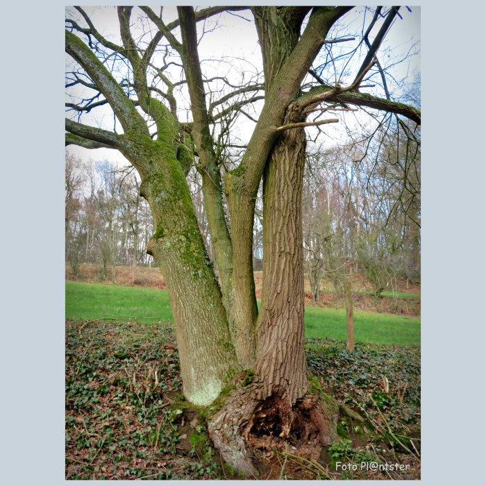 IMG_5733 Boomstam bijeen