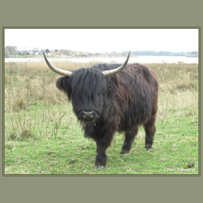 IMG_6773 Als grazend ..., even op te kijken