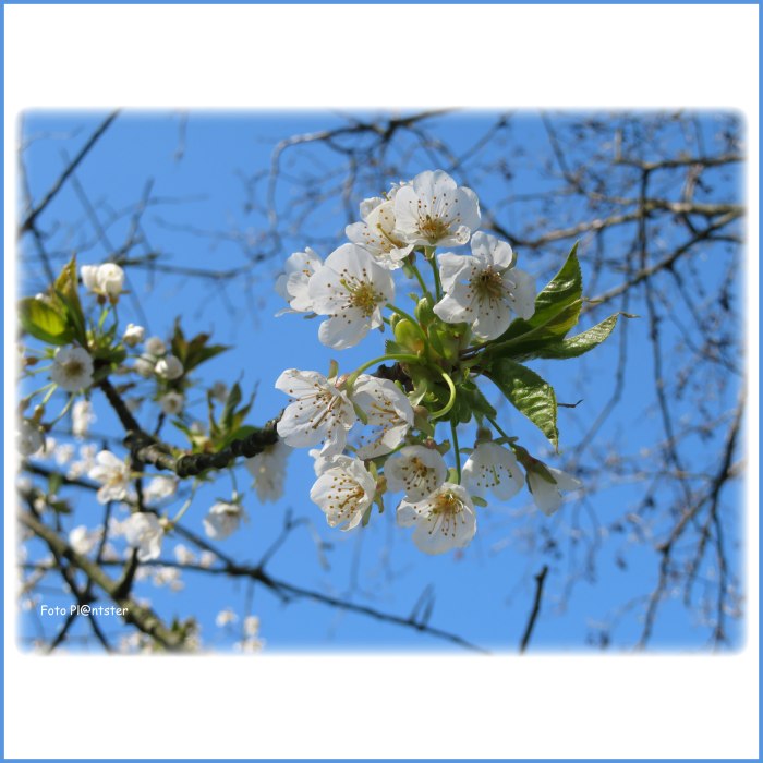 IMG_7910 Lentebloesem