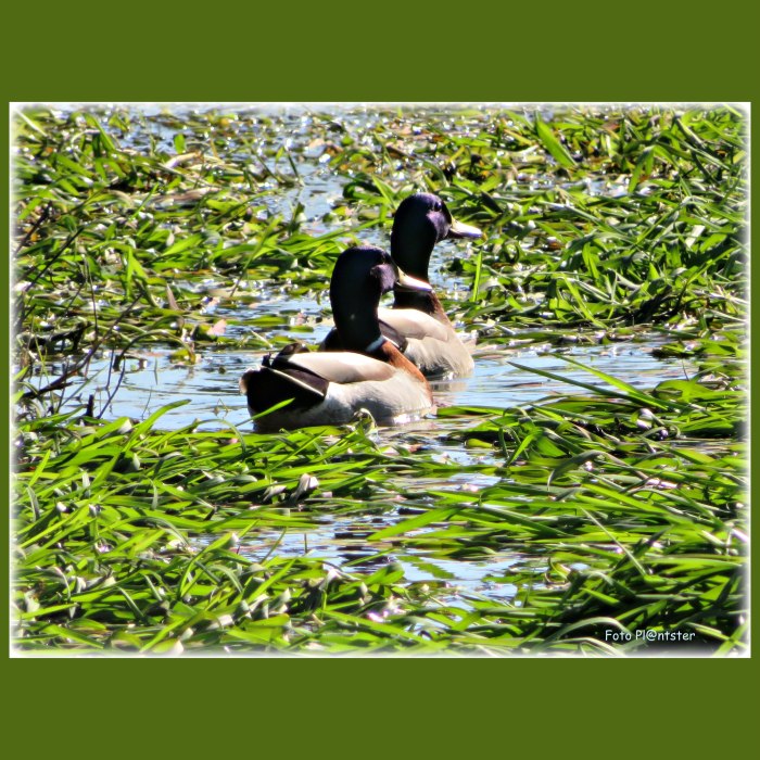 IMG_8331 Twee eendjes in boerensloot