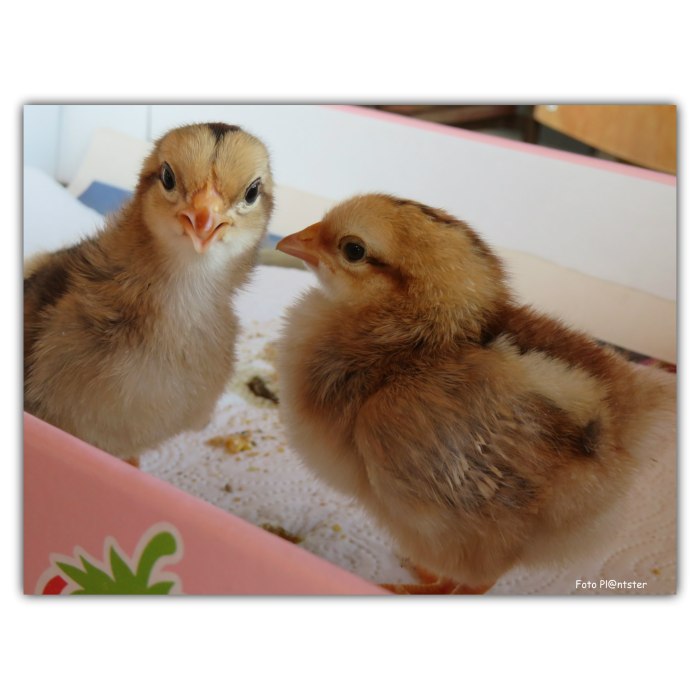 IMG_8774 Ik kijk jou aan