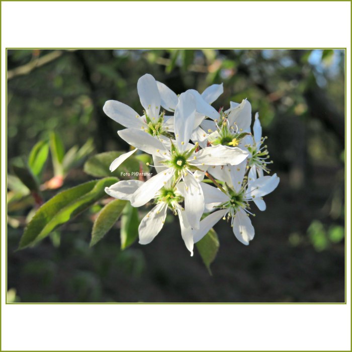 IMG_8951 Krenteboompje in bloei