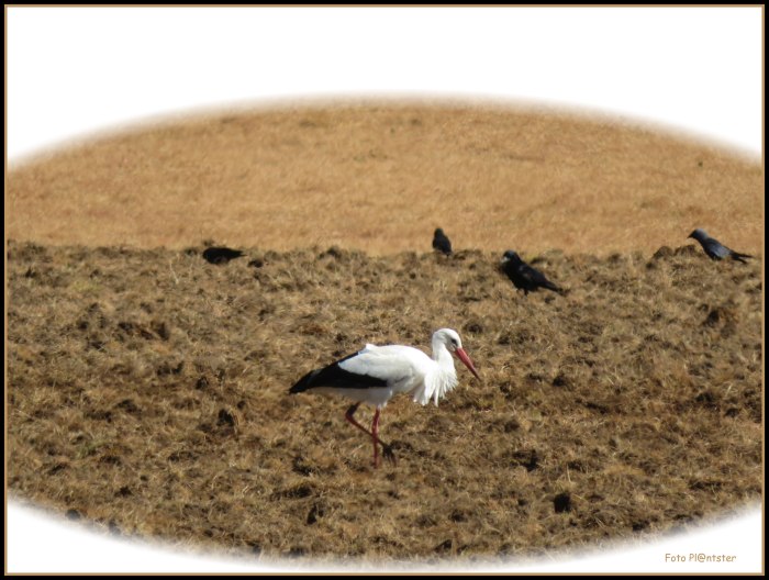 IMG_9059 Ooievaar op land