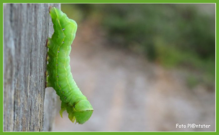 img_1506-e1557077375220 groene rups