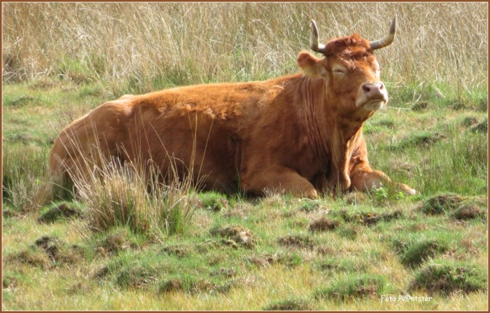 IMG_2785 Genieten geblazen