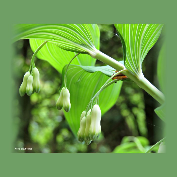 IMG_2865 In het groen