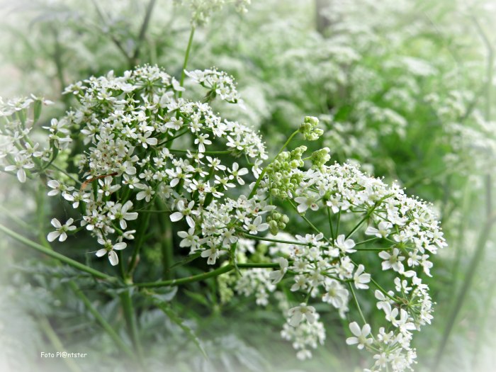 IMG_2877 Voorjaarsbloeier