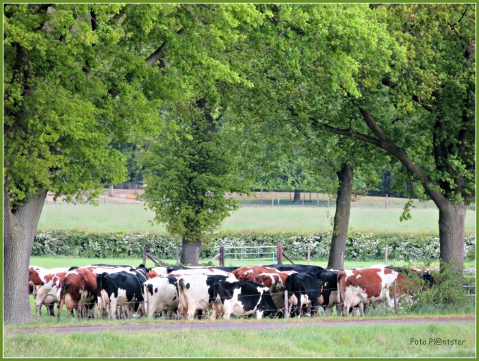 IMG_3062 Bij elkaar staan