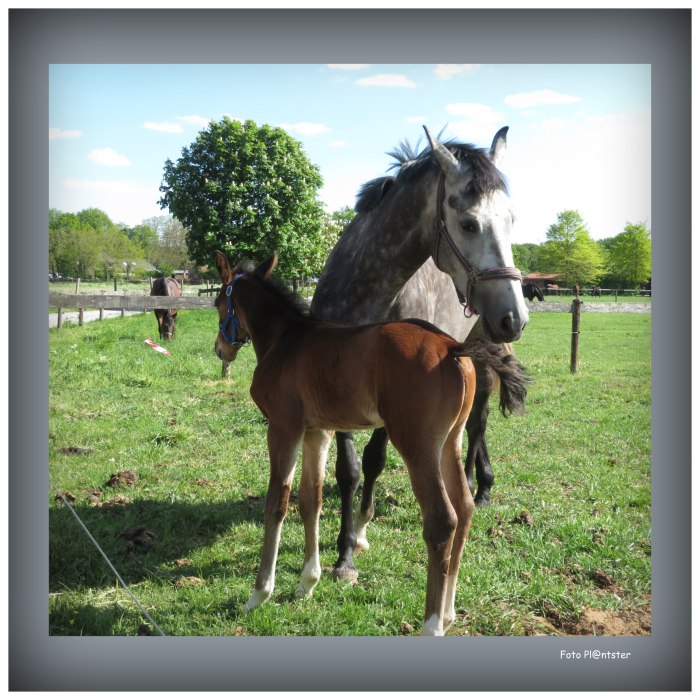 IMG_3658 Paard met veulen