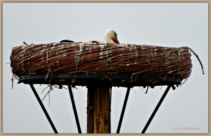 IMG_4345 Broedende ooievaar