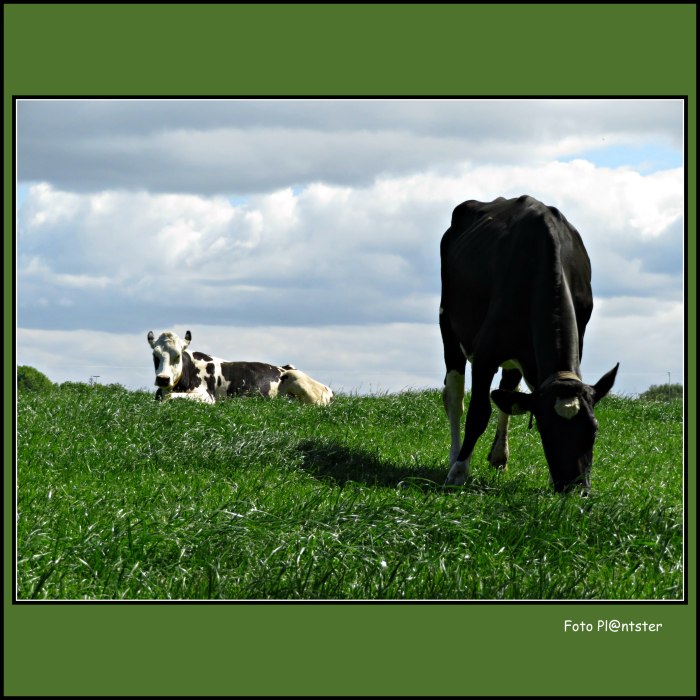 IMG_4859 Koe in de wei