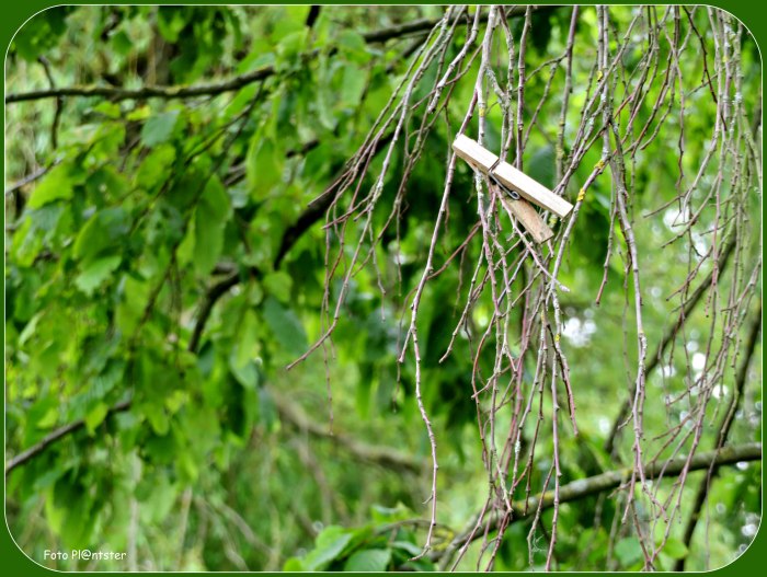 IMG_5500 Als haren langer worden