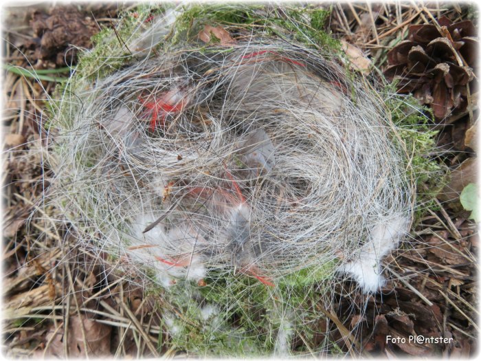 IMG_5562 Mooi grijs is niet lelijk