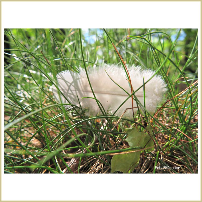 IMG_5600 Zo licht als een veertje