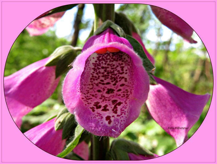 IMG_5937 Met open mond