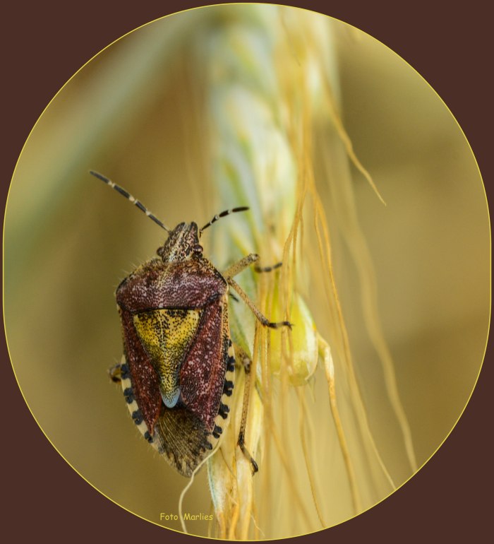 Bijzonder moment ....,bijzondere wants 17-06-2020