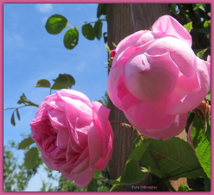 IMG_0155 Heerlijk geurende roos