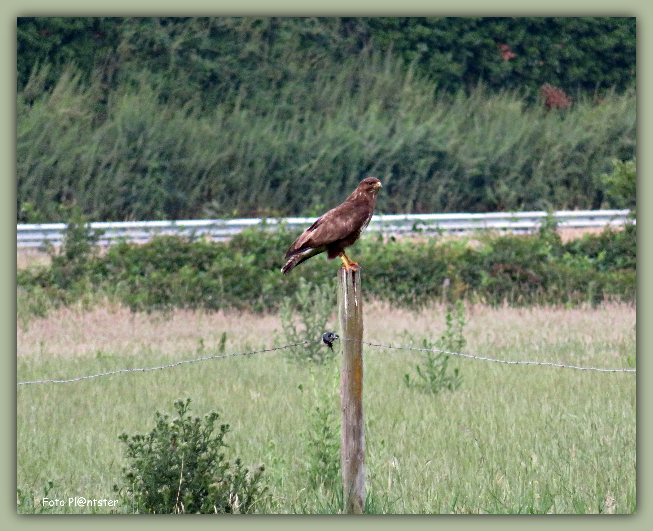 IMG_0259 Buizerd op weipaal