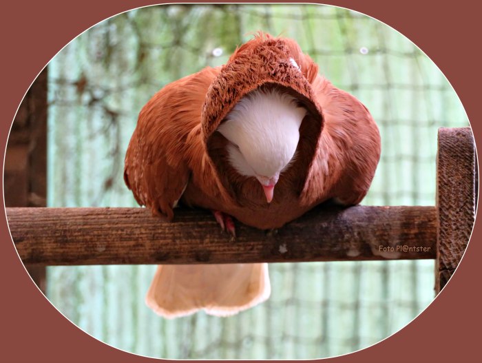 IMG_0416 In overpeinzing