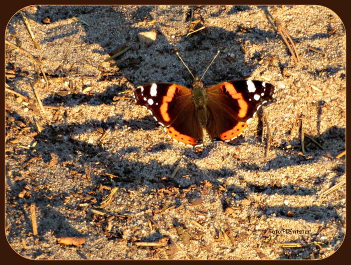 IMG_1102 Op mijn pad