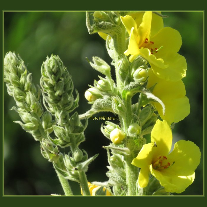 IMG_8099 Koningskaars