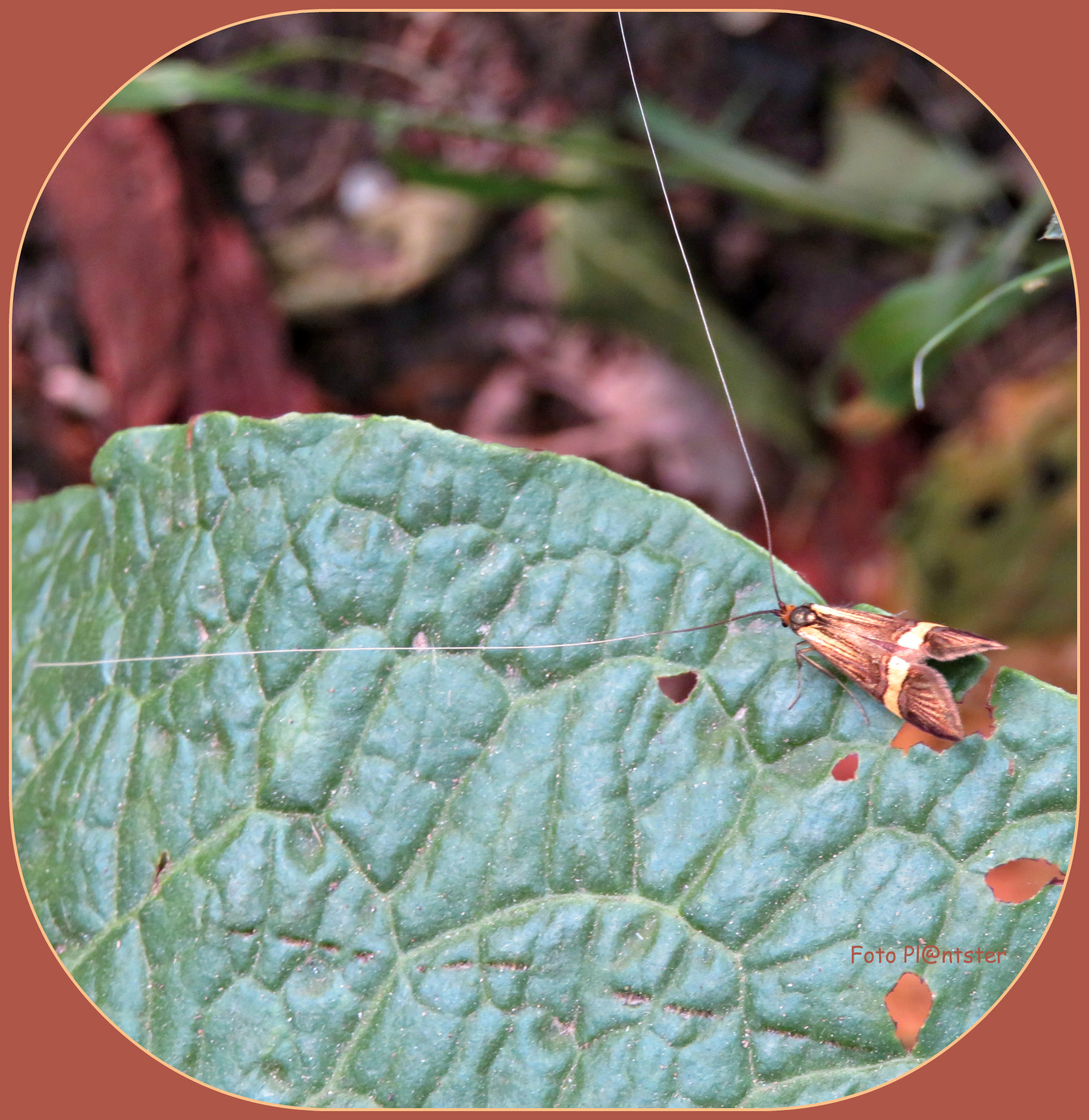 IMG_8217 Op het blad gezeten