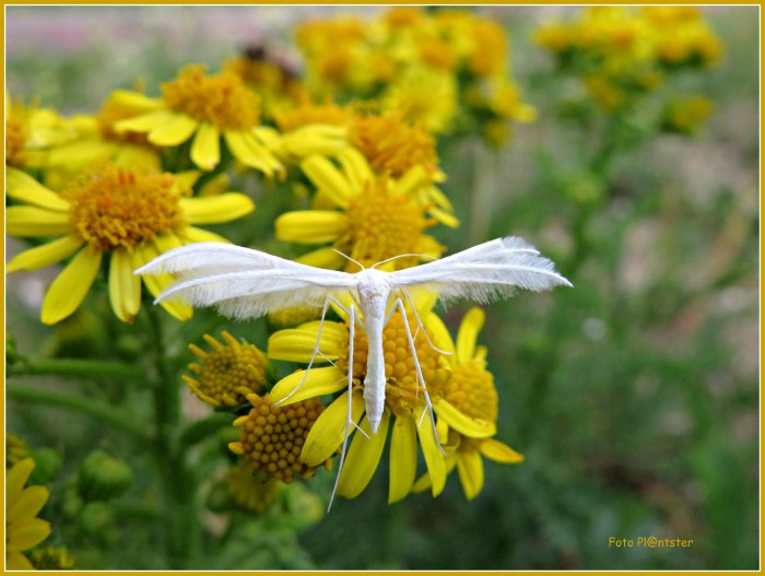 IMG_9332 Engelachtig in het wit