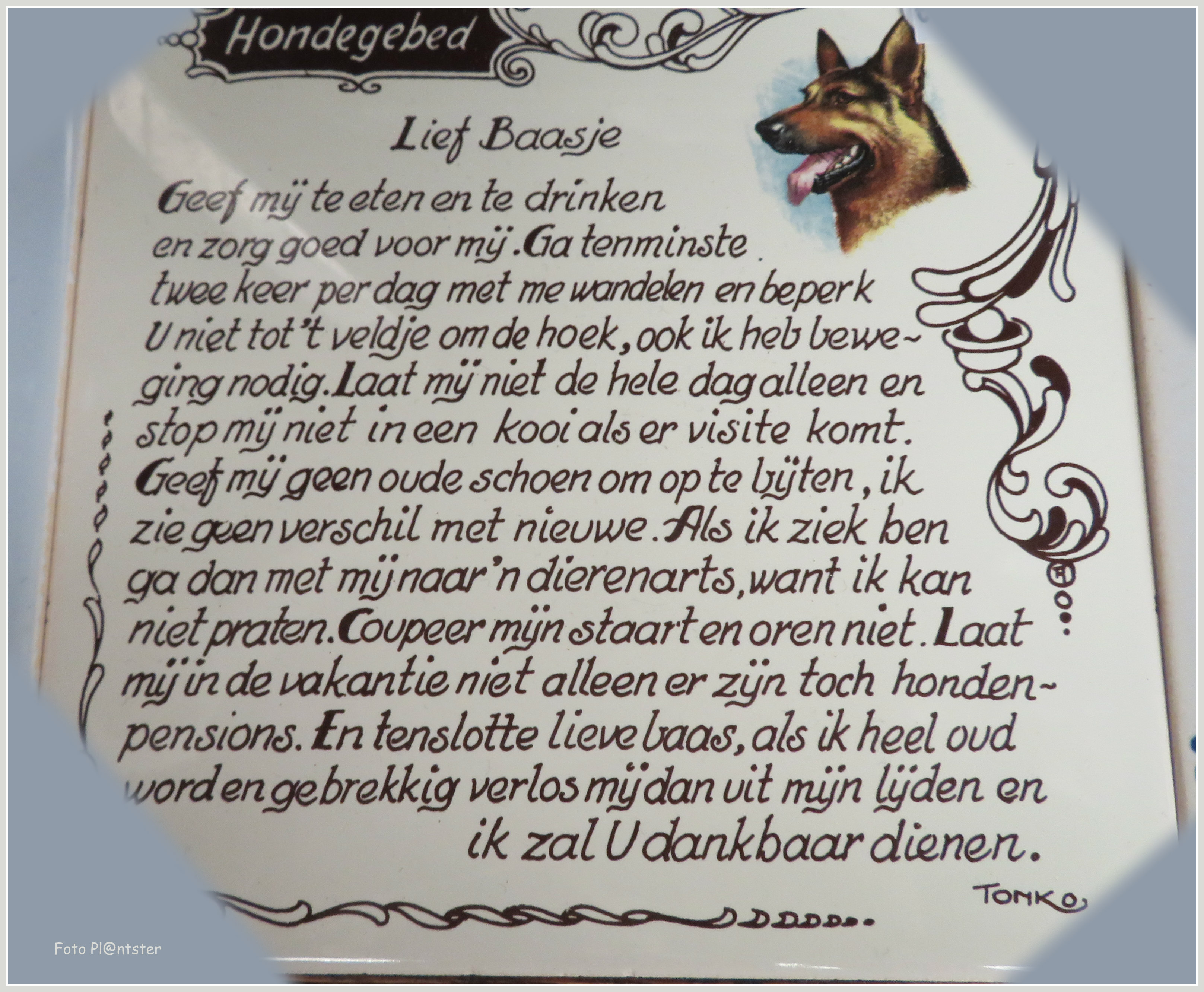 IMG_9435 Hond