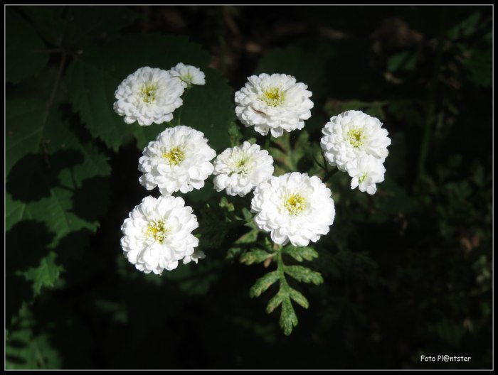 In de schaduw met het zonlicht erop