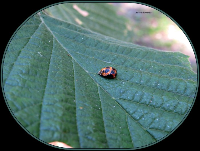 IMG_0601 Kruipend op braamblad