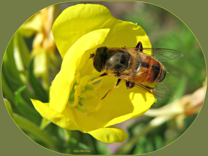 IMG_2148 Bijtje bij de bloemetjes