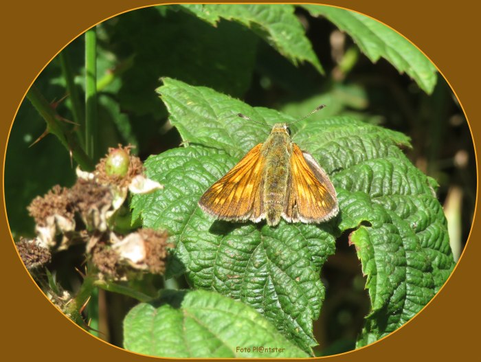 IMG_3553 In een zucht op een blad
