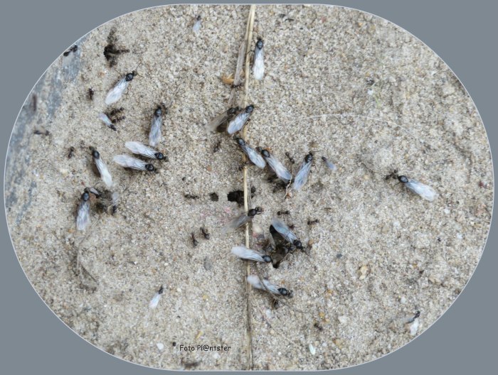 IMG_4109 Vliegende mier