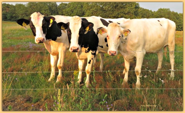 IMG_5351 Wie van de drie