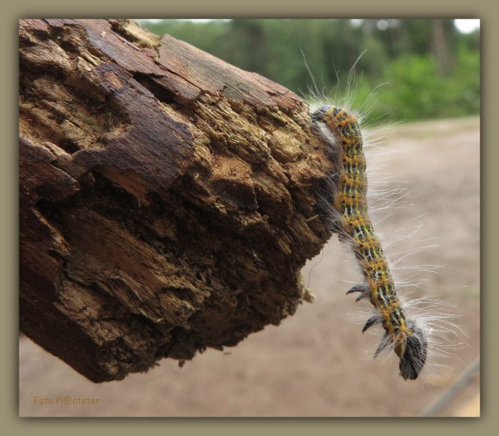 IMG_6532 Rups op een stronk