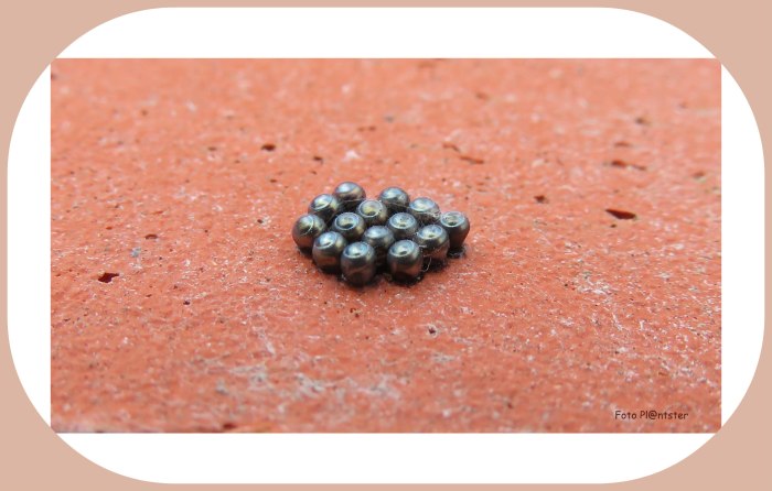 IMG_9036 Op een rode poreuze pot gezeten