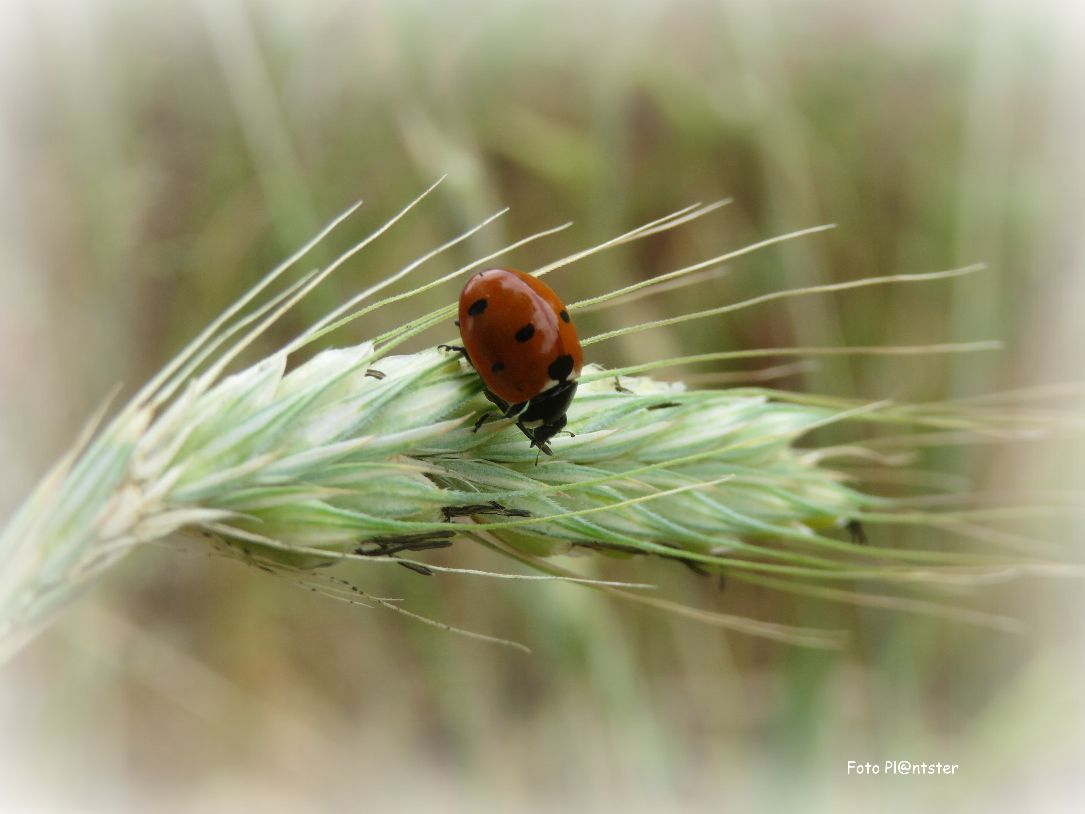 IMG_9660 lief heersbeestje