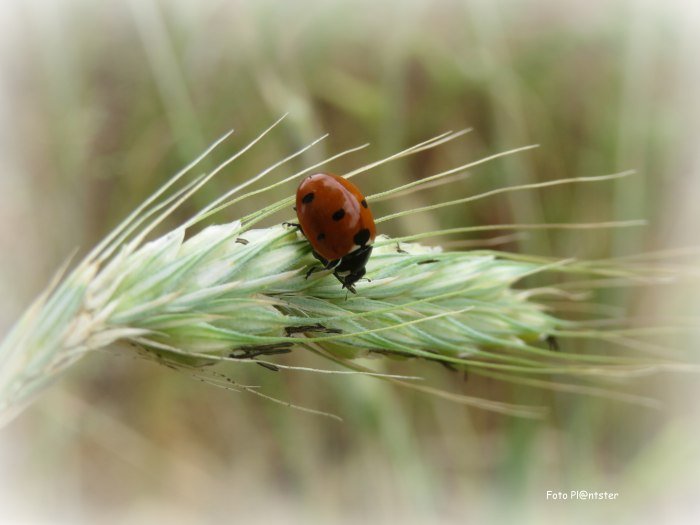 IMG_9660 lief heersbeestje
