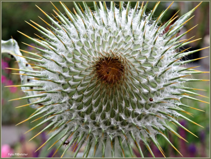 IMG_9937 Stekeligheid