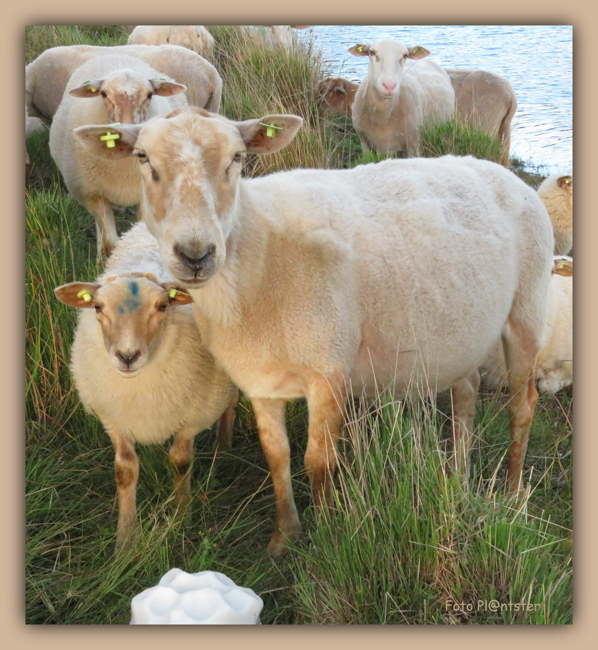 Schaap