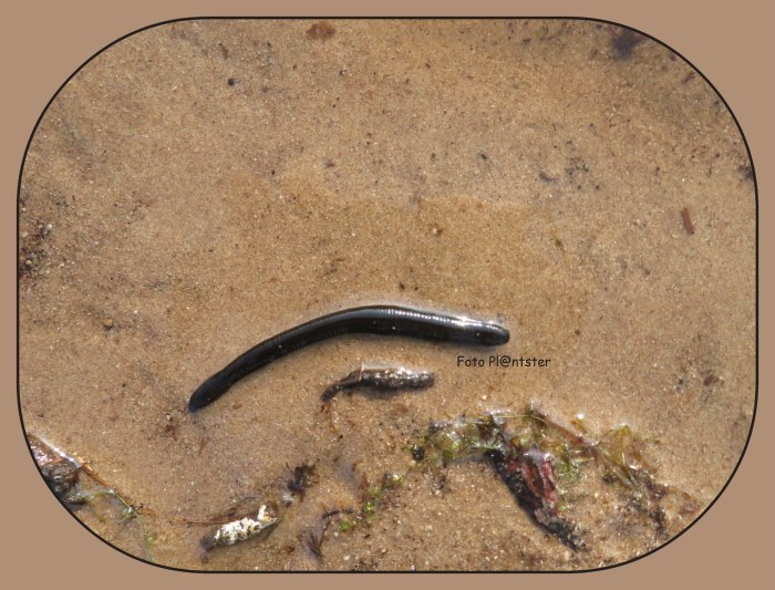 Zwemmend of kruipend