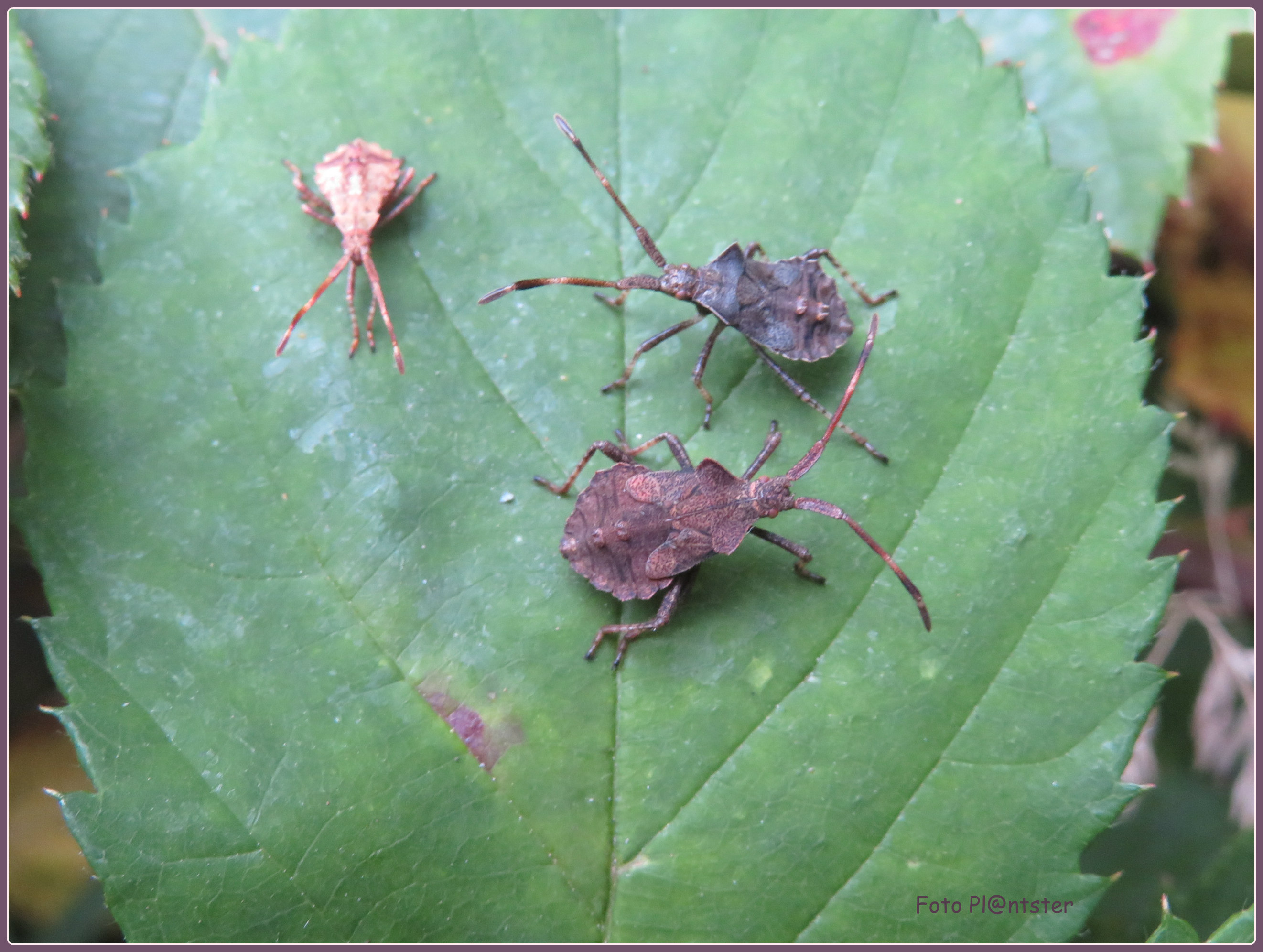 drie-wantsen-op-n-blad